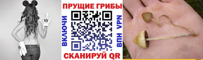 Псилоцибиновые грибы мицелий  Отрадный 